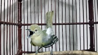 Download lagu sirtu manapun pasti langsung respon dan EMOSI dengar tantangan sirtu gacor ini. mp3 Download lagu sirtu manapun pasti langsung respon dan EMOSI dengar tantangan sirtu gacor ini. mp3