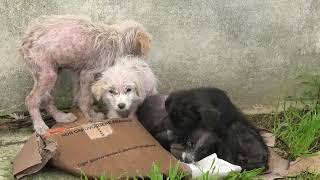 cuccioli-abbandonato-perche-malati-malvagita-umana-senza-scrupoli