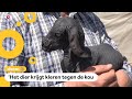 Huh?! Naakte geit geboren in Turkije