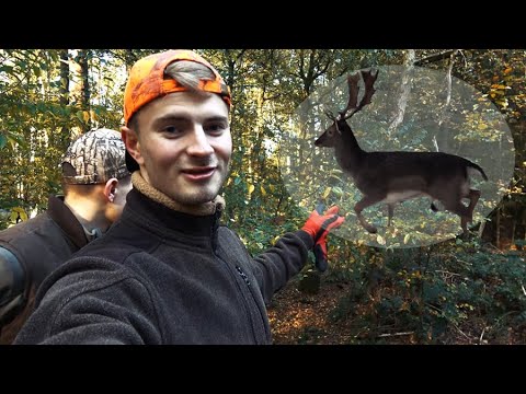 Drückjagd im Hochwild Revier | Vorbereitung - Jagdkrone
