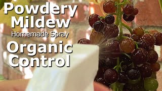 [4K] Organic! Treat and Control Powdery Mildew on Grapes using Homemade Spray, Before/After Effect