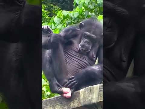 Chimpanze...🦍🦍🦍🦍🦊🦊🦊 #animals #youtubeshorts #viralshort #amazinganimals