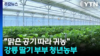 [청년농부] 맑은 공기 따라 귀농...강릉 딸기 부부 청년농부 / YTN