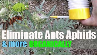Download Lagu How to COMPLETELY Eliminate Ants, Aphids, Fleas, Roaches u0026 More In The GARDEN And Around The HOME! Thumbnail