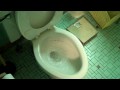 Rat Pops Out Of Toilet