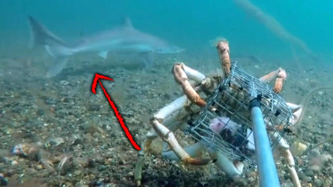 ‘Jaws’ Could Be Swimming in UK’s River Thames