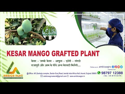 VAN LAXMI MANGO GRAFTED PLANT