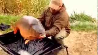 Harsany noiembrie 2013