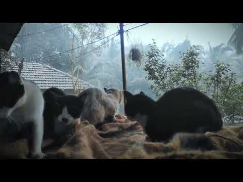 PURRFECTLY PEACEFUL: CAT SLEEPING IN THE RAIN - ASMR