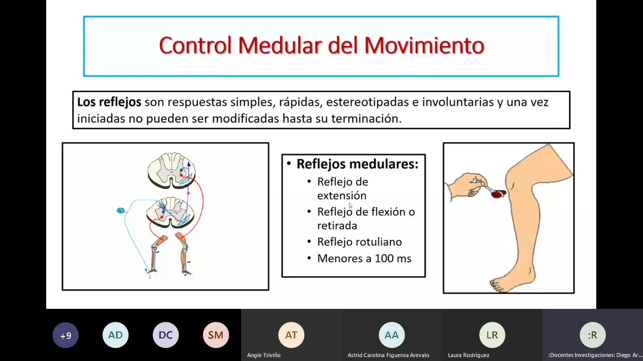 Neurociencia del Movimiento