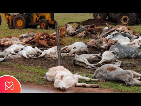 FOI POR ISSO QUE ESSAS VACAS AMANHECERAM ASSIM