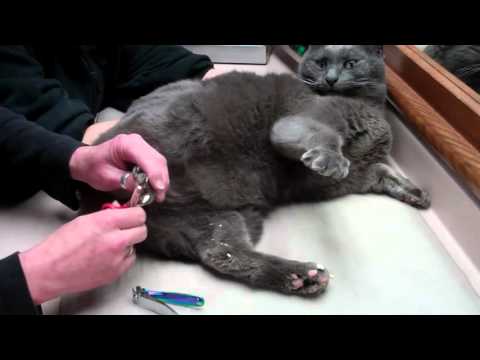 Cat Nail cap removal