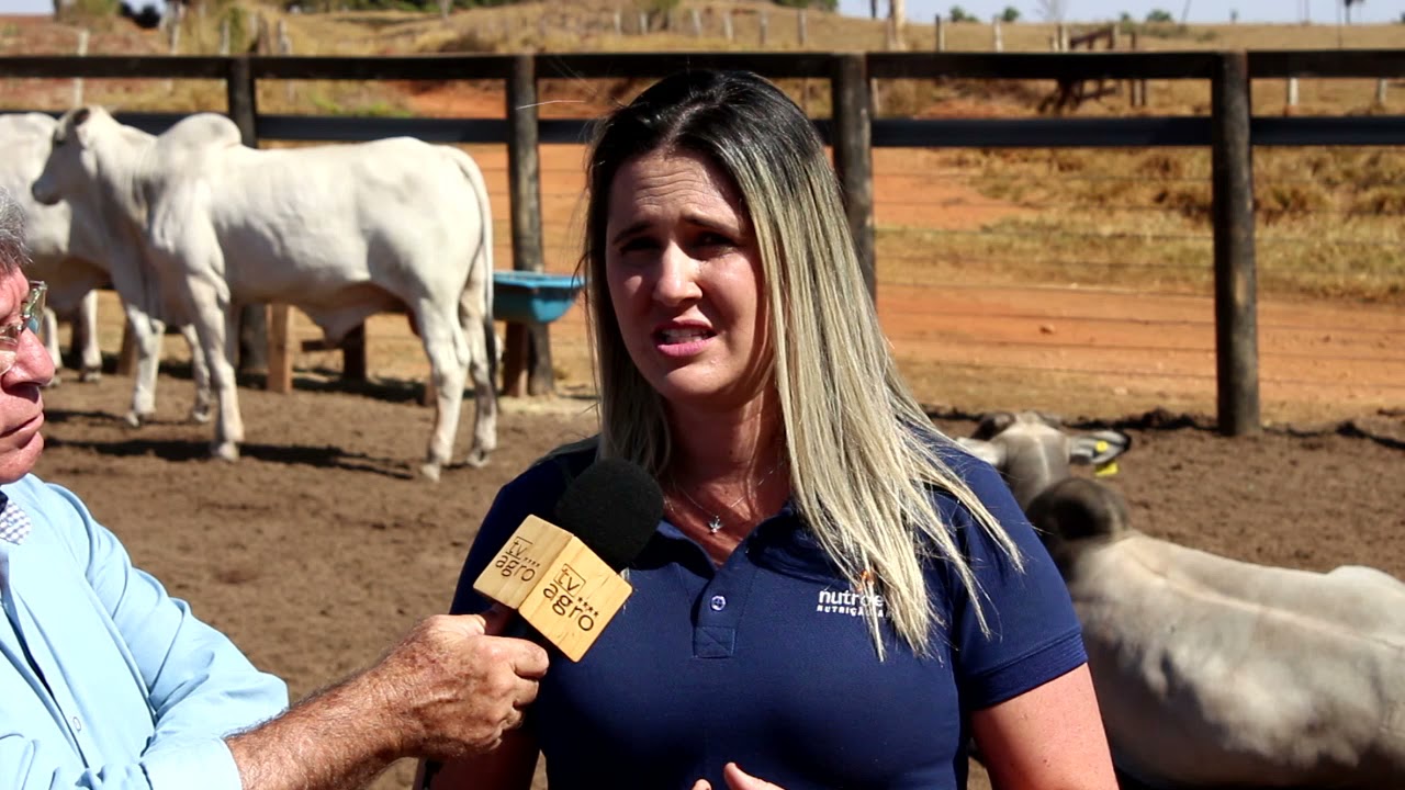 COMO ENGORDAR BOI SEM SILAGEM E SEM ADAPTAÇÃO