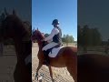 Jument PFS 6ans 155cm