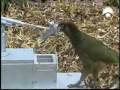 Mazaný papoušci (JirkaCV) - Známka: 1, váha: střední