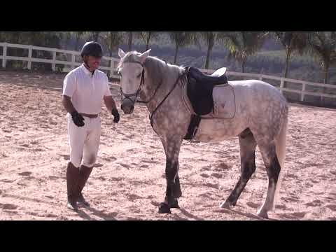 Vagner e Horizonte Araterra - Cavalos puro sangue Lusitanos - Coudelaria aguilar