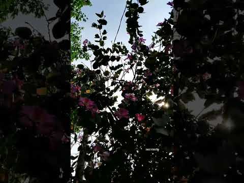 Women is the best Flower in this world.. I really love this kind of flowers|Tanzil'sCreation #shorts