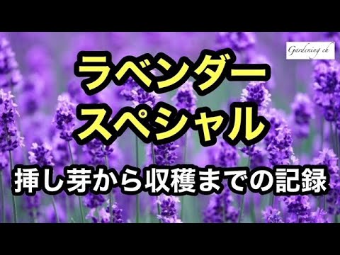 庭に低い生垣や境界線としてラベンダーを植えるにはどうすればよいですか？  庭園