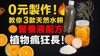 0元製作！教你3款天然水耕營養液配方，植物瘋狂長！