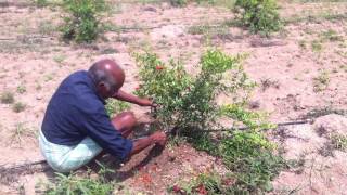 Poda verde granado de 4 meses