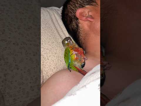 This parrot, which sleeps with its owner, even talks in its sleep. #parrot #parrots #pets #shorts