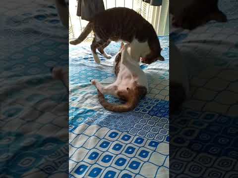 Cat's mornings are full of energy !!