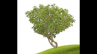 Parable Of The Fig Tree IS NOW! Exciting Channel Announcement too :) IT&#39;S REAL