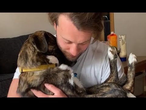 Perro rescatado está obsesionado con su papá