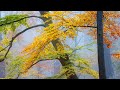 Robert Bonfiglio: Falling In Love