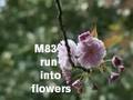 M83 - Run Into Flowers (abstrackt keal agram remix)