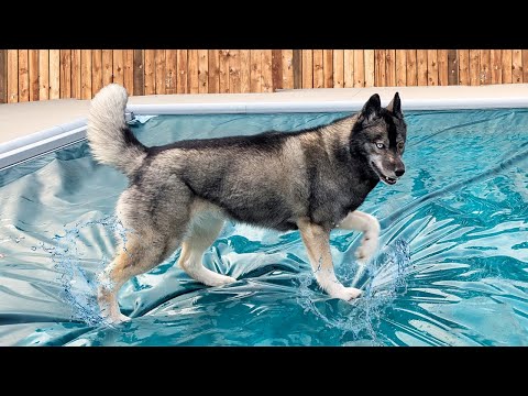 My Dog JUMPED On The Swimming Pool Cover And is SO Confused!