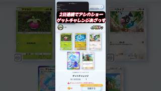 アシカショー２日ご参加いただきありがとうございます。最後に神引きしましたので見逃すな！！！ #ポケモン #ポケポケ #shorts #ポケポケ開封チャレンジ