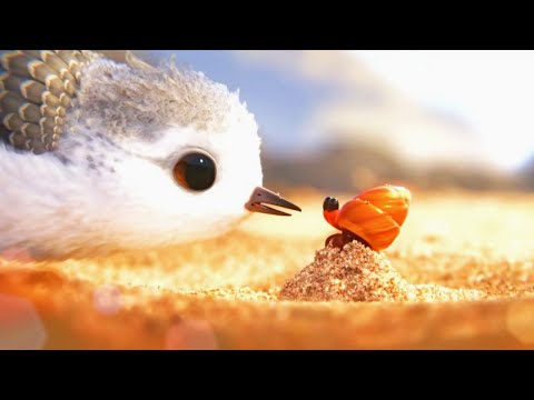 【Full Version】Cute Sandpiper Learns to Forage With The Help of a Crab.#cute