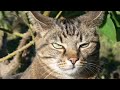 Gato Atigrado - ( Barcino, Romano o Tabby ) - Raza de Gato