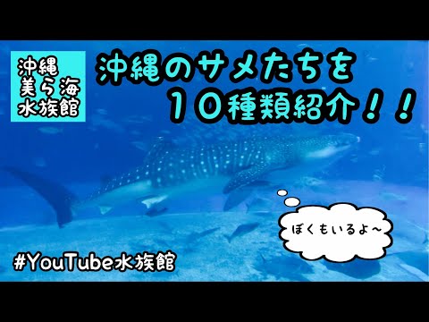 沖縄サメ図鑑／美ら海水族館（ネムリブカ紹介回）
