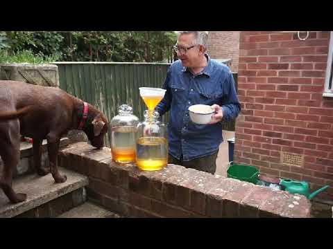 Making Mead with Lottie the Labrador