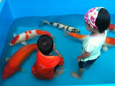 Koi and Kids