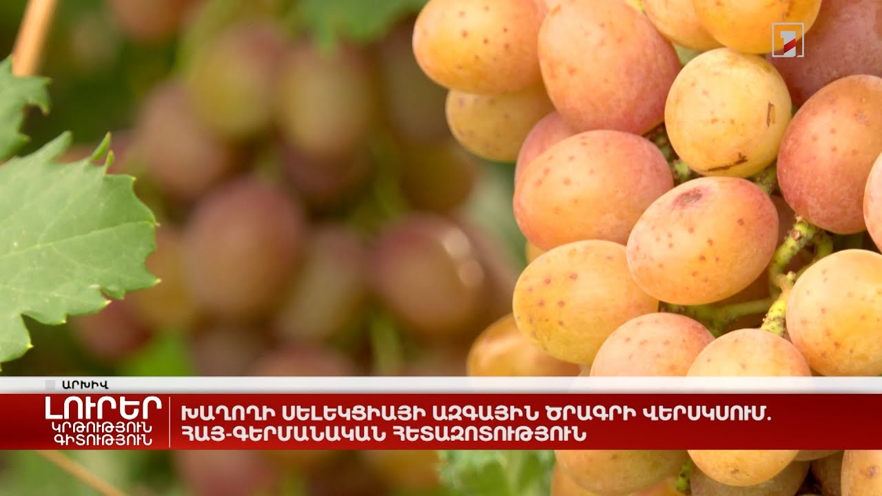 Խաղողի սելեկցիայի ազգային ծրագրի վերսկսում. հայ-գերմանական հետազոտություն