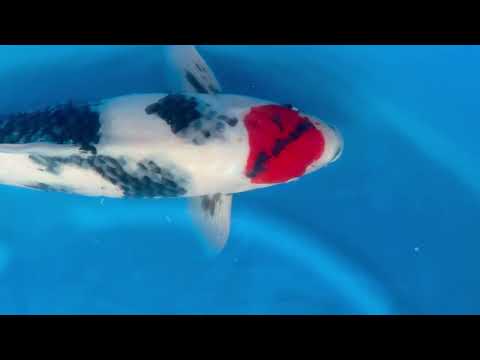 23rd JKS Online Auction: JKS-AC23-13 - Tancho showa 55cm Female