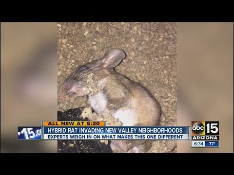 New rat hybrid causing damage at homes