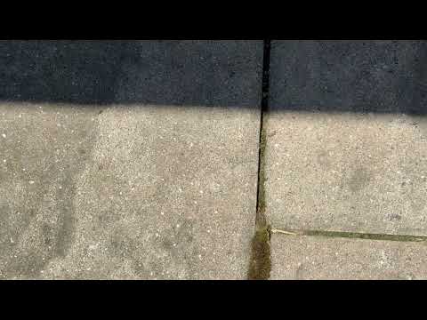 Walkway Covered with Clover Mites in Basking Ridge, NJ