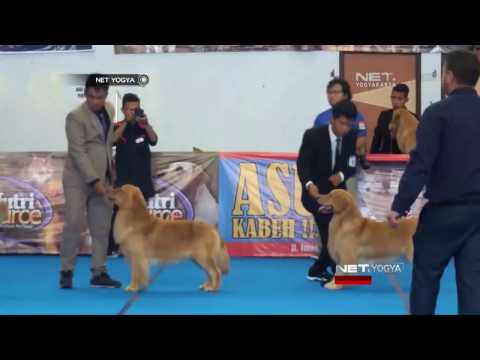 NET YOGYA - Kontes Anjing Ras Tampilkan Anatomi Terbaik