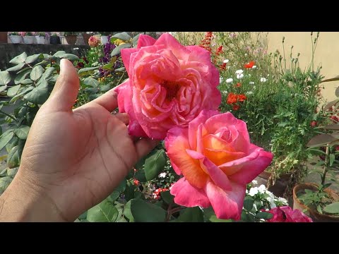 Rose Birendranath / Hybrid tea Rose / Indian Rose