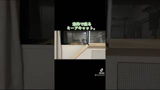 落ちないの？미어캣(meerkat)#shorts