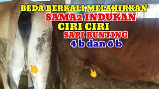 Download lagu CIRI CIRI SAPI INDUKAN TINGGI DAN PENDEK BUNTING# mp3