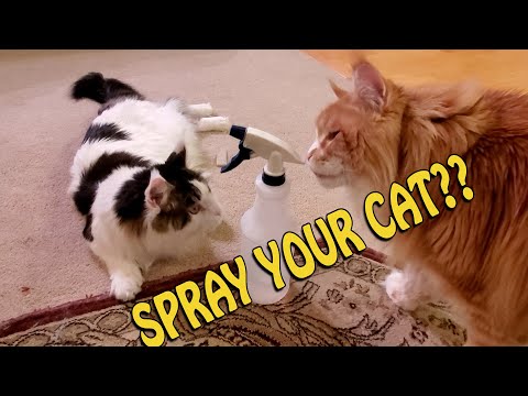 To Spray or Not to Spray your Cat for Bad Behavior...