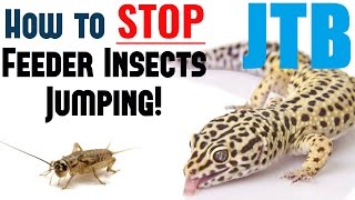 How To STOP Feeder Insects Jumping!