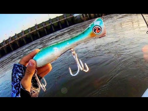 40 LB FISH DESTROY TOPWATER LURE!