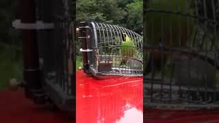 Download lagu DAUN SAMI PIKAT mp3 Download lagu DAUN SAMI PIKAT mp3