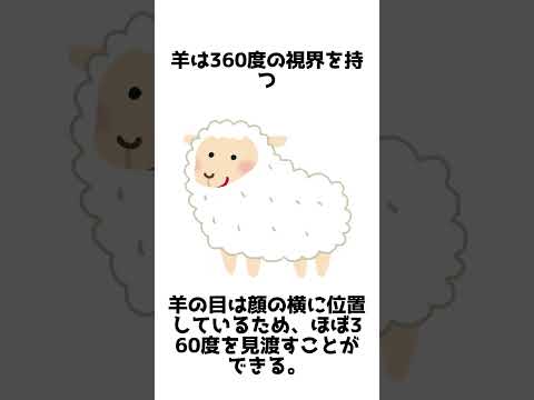 シャロレー羊.JPG